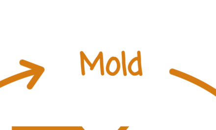 The CoXen Cycle: Mold phase